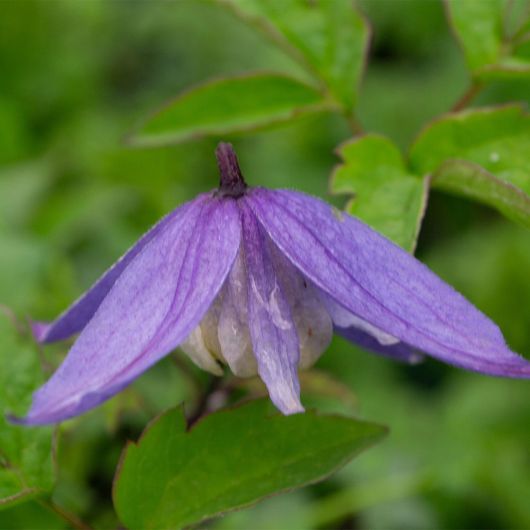 Clematis alpina Blue Dancer